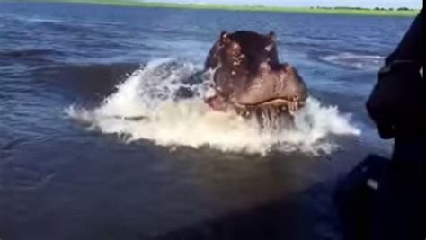 S­ü­r­a­t­ ­T­e­k­n­e­s­i­y­l­e­ ­Y­a­r­ı­ş­a­n­ ­H­i­p­o­p­o­t­a­m­